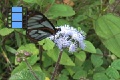 Scene_2_04_ITHMIIDAE on pale blue flower